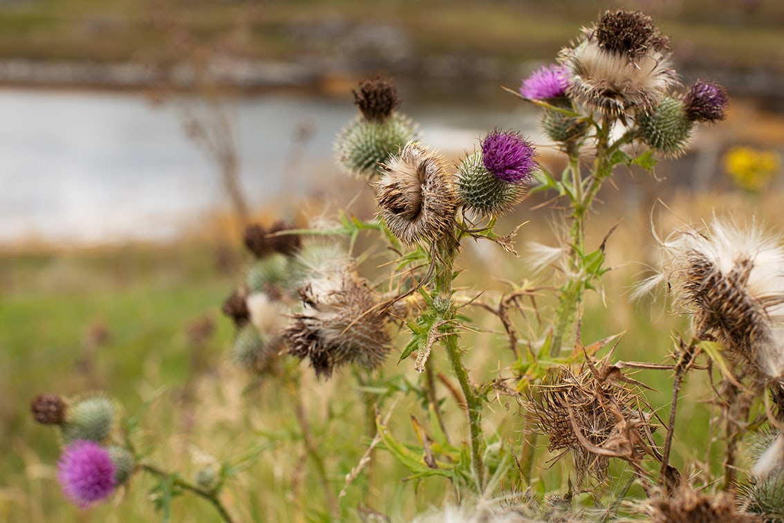 Thistles by Jade Starmore